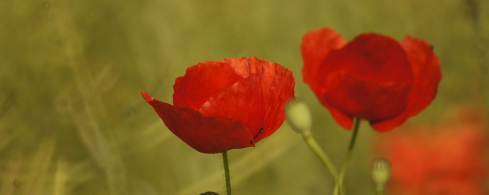 julia_keller-poppy-5292802